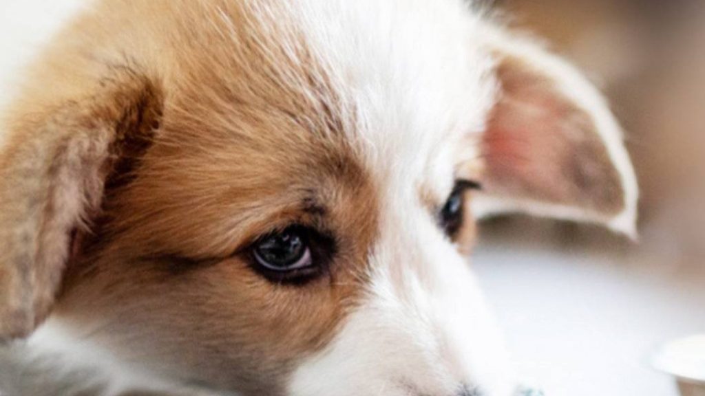 beware-people-food-that-can-harm-your-dog-tipopedia